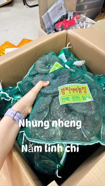 NẤM LINH CHI NÚI